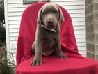 Small Photo #1 Labrador Retriever Puppy For Sale in PEACH BOTTOM, PA, USA