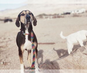 Catahoula Leopard Dog-Treeing Walker Coonhound Mix Dogs for adoption in Sky Valley , CA, USA