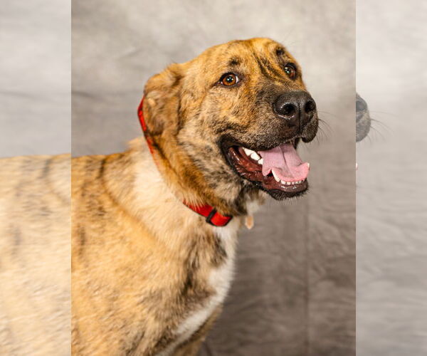 Medium Photo #3 German Shepherd Dog-Great Pyrenees Mix Puppy For Sale in Clinton, OK, USA