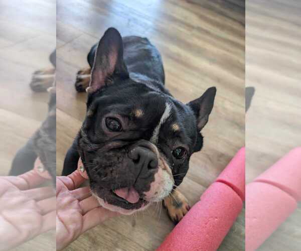 Medium Photo #1 French Bulldog Puppy For Sale in CANYON LAKE, TX, USA