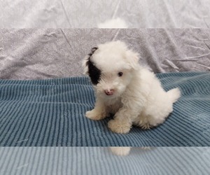 Bichpoo Litter for sale in WINCHESTER, VA, USA