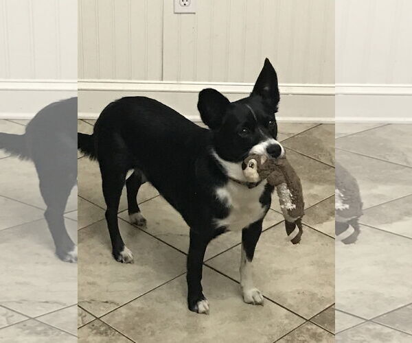 Medium Photo #3 Border Collie-Rat Terrier Mix Puppy For Sale in Highland, IL, USA