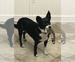 Small #2 Border Collie-Rat Terrier Mix