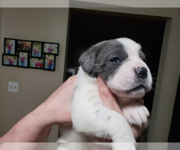 Medium Photo #6 Cane Corso Puppy For Sale in FALMOUTH, VA, USA