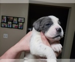 Small Photo #6 Cane Corso Puppy For Sale in FALMOUTH, VA, USA