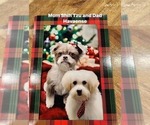 Small Photo #1 Havashu Puppy For Sale in LAVINIA, TN, USA
