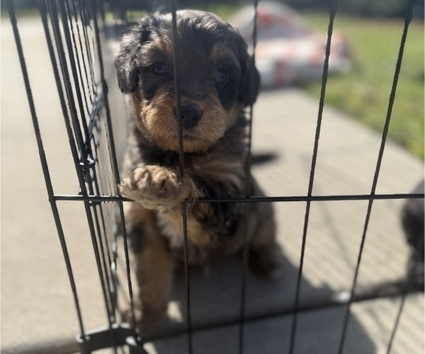 Medium Photo #7 Aussie-Poo-Bernedoodle Mix Puppy For Sale in LEXINGTON, SC, USA