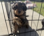 Small #6 Aussie-Poo-Bernedoodle Mix