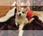 Small Photo #5 Pomsky Puppy For Sale in CENTRALIA, MO, USA