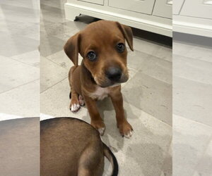 Staffordshire Bull Terrier-Unknown Mix Dogs for adoption in The Woodlands, TX, USA
