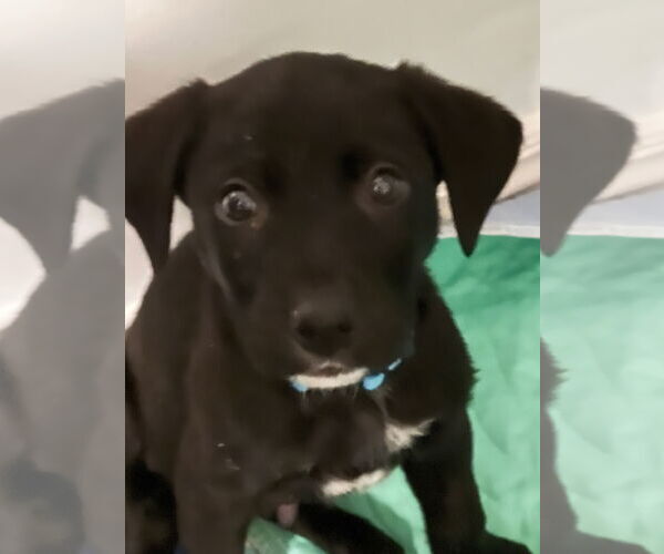 Medium Photo #2 Labrador Retriever-Unknown Mix Puppy For Sale in MIDWAY, UT, USA