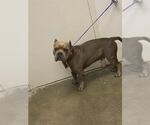 Small Staffordshire Bull Terrier
