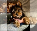 Small Photo #5 Yorkshire Terrier Puppy For Sale in ATLANTA, GA, USA