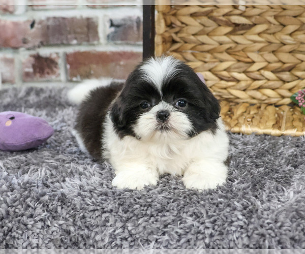 Medium Photo #1 Shih Tzu Puppy For Sale in SYRACUSE, IN, USA