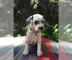 Small Photo #2 Dalmatian Puppy For Sale in JACKSONVILLE, FL, USA