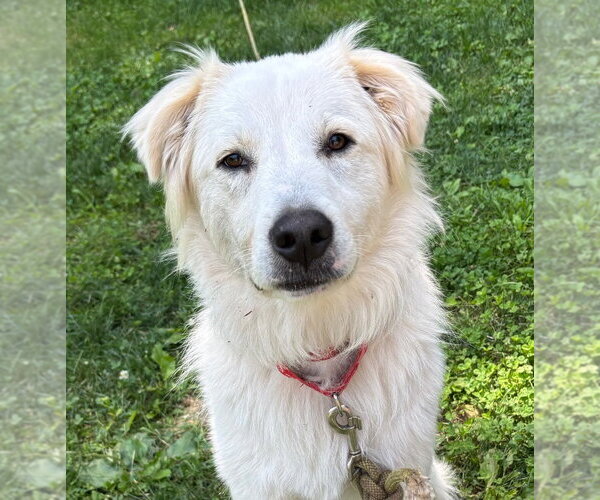 Medium Photo #17 Mutt Puppy For Sale in Canton, CT, USA