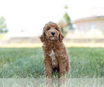 Small Photo #8 Goldendoodle (Miniature) Puppy For Sale in WARSAW, IN, USA