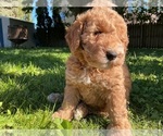 Puppy Cappuccino Goldendoodle (Miniature)