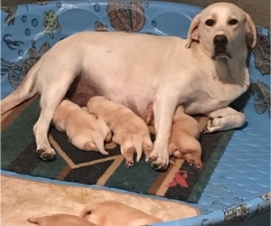 Mother of the Labrador Retriever puppies born on 06/13/2019