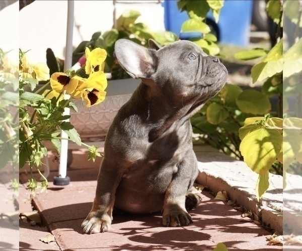 Medium Photo #5 French Bulldog Puppy For Sale in TAMPA, FL, USA