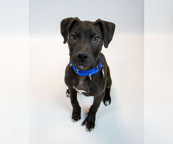 Medium Photo #2 Labrador Retriever-Unknown Mix Puppy For Sale in Kennesaw, GA, USA