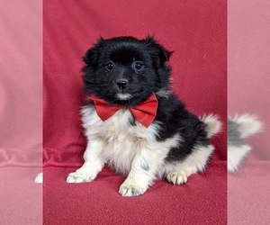 Pomeranian Puppy for sale in KIRKWOOD, PA, USA