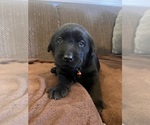 Small #33 Labrador Retriever