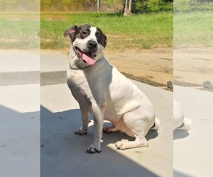 Dalmatian-Labrador Retriever Mix Dogs for adoption in Orangeburg, SC, USA