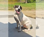 Small Dalmatian-Labrador Retriever Mix