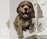 Small #4 English Cocker Spaniel