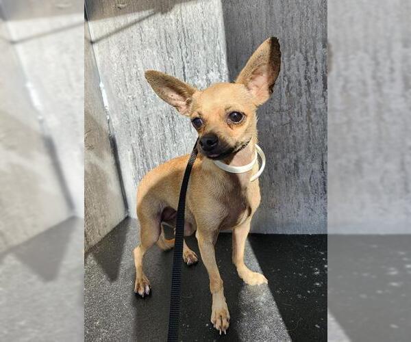 Medium Photo #1 Chihuahua Puppy For Sale in San Antonio, TX, USA