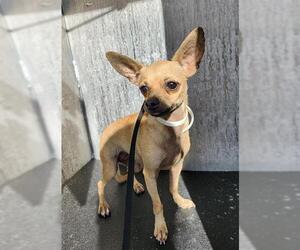 Chihuahua Dogs for adoption in San Antonio, TX, USA