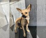 LULU WOOD - Female Chihuahua Dog for Adoption - Small photo