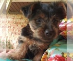 Small Photo #29 Yorkshire Terrier Puppy For Sale in NEVADA, TX, USA