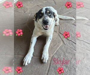Catahoula Leopard Dog-Unknown Mix Dogs for adoption in Boonton, NJ, USA