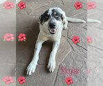 Small Photo #1 Catahoula Leopard Dog-Unknown Mix Puppy For Sale in Boonton, NJ, USA