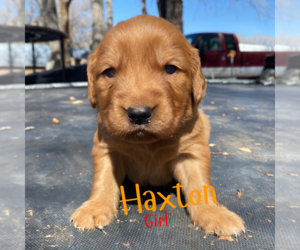 Golden Retriever Puppy for Sale in COLORADO SPRINGS, Colorado USA