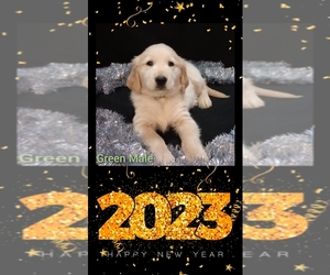 Golden Retriever Puppy for sale in MOUNT GILEAD, NC, USA