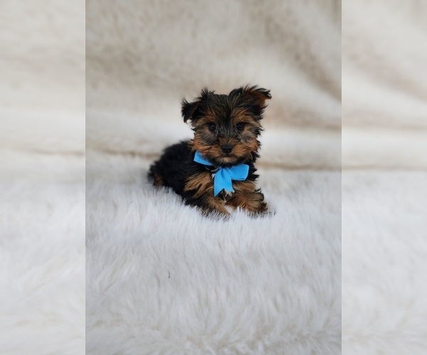 Medium Photo #1 Yorkshire Terrier Puppy For Sale in INDIANAPOLIS, IN, USA