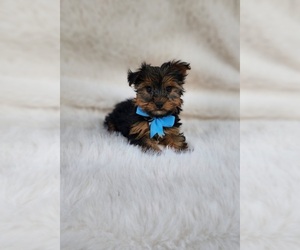 Yorkshire Terrier Puppy for sale in INDIANAPOLIS, IN, USA