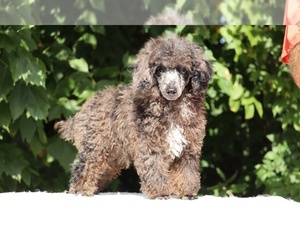 Poodle (Toy) Puppy for sale in DYERSBURG, TN, USA