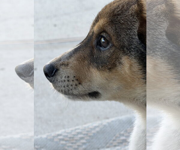 Medium Photo #3 German Shepherd Dog-Unknown Mix Puppy For Sale in The Woodlands, TX, USA