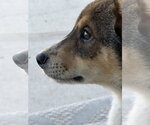 Small Photo #3 German Shepherd Dog-Unknown Mix Puppy For Sale in The Woodlands, TX, USA