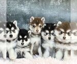 Small Photo #4 Pomsky Puppy For Sale in PARKESBURG, PA, USA