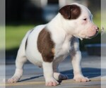 Small Photo #1 American Bully Puppy For Sale in CRESTVIEW, FL, USA