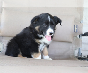 Australian Shepherd Puppy for sale in SHILOH, OH, USA