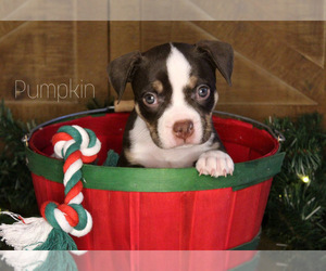 American Bully Puppy for sale in PUYALLUP, WA, USA