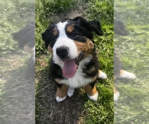Bernese Mountain Dog Puppy for sale in MIDDLESEX, NC, USA