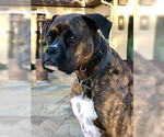 Small #6 Boxer