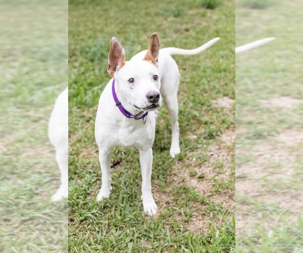 Medium Photo #3 American Bulldog-Pointer Mix Puppy For Sale in West Palm Beach, FL, USA